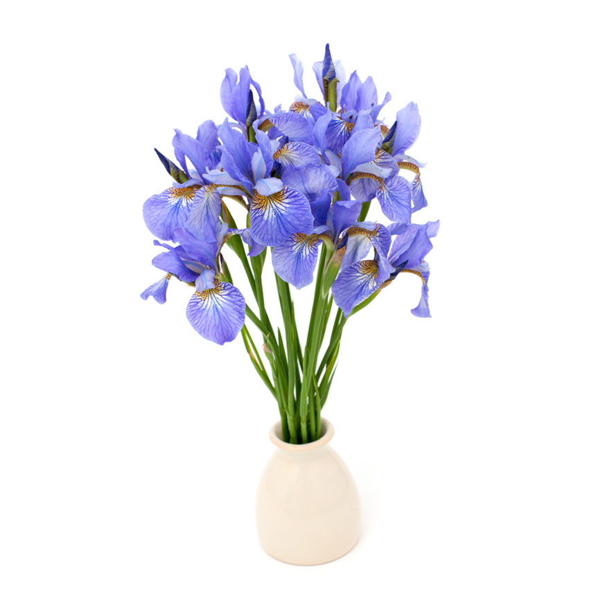 iris_blume_header