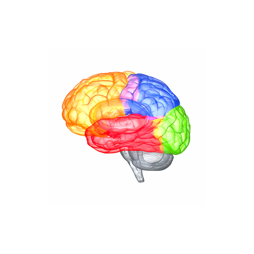 organ_header
