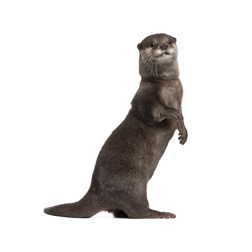 otter_header