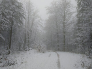 Wanderung zum Laudachsee