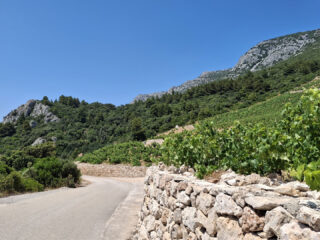 Fahrradtour nach Dingač - Borak